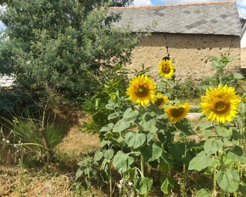 Dépendance construite en terre selon la technique de la bauge